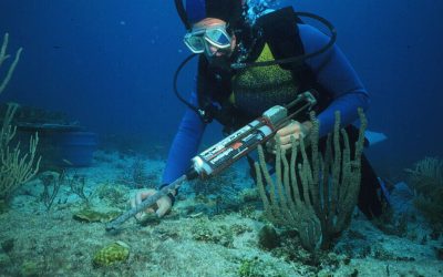 CORDAP releases roadmap on the ecological risks of coral reef interventions