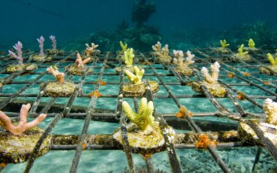 CORDAP releases aquaculture roadmap to speed and scale up coral restoration