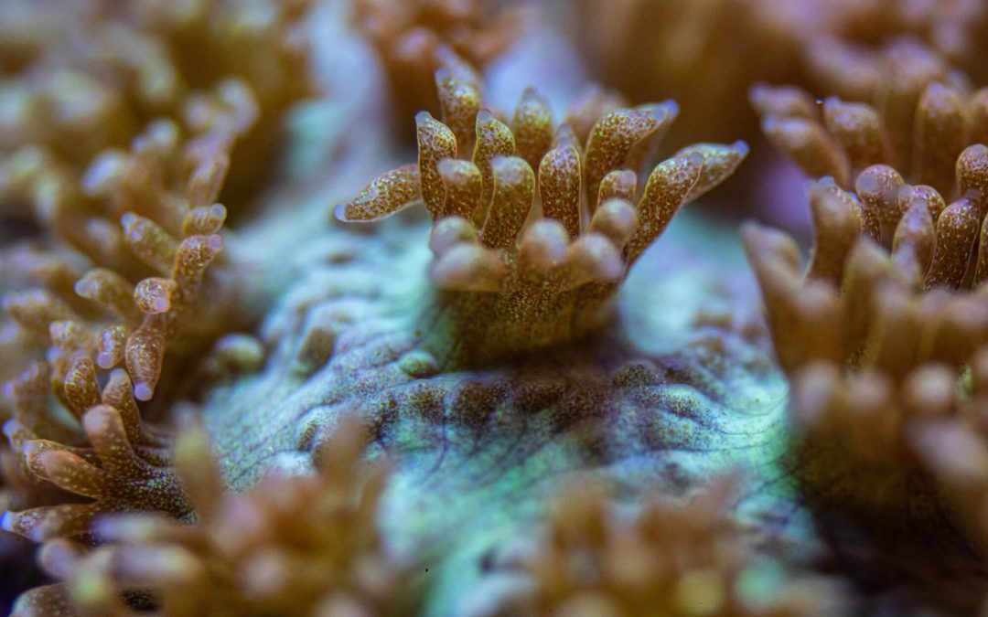 Boosting coral resilience with nutritional supplements