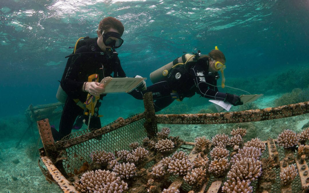 CORALADAPT: Identifying heat-resistant corals