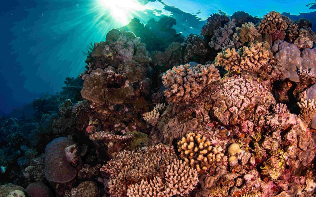 Saudi Arabia establishes a foundation to expedite coral reef conservation and restoration technologies