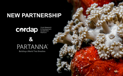 CORDAP announces a partnership with Partanna to restore reefs with carbon absorbing concrete