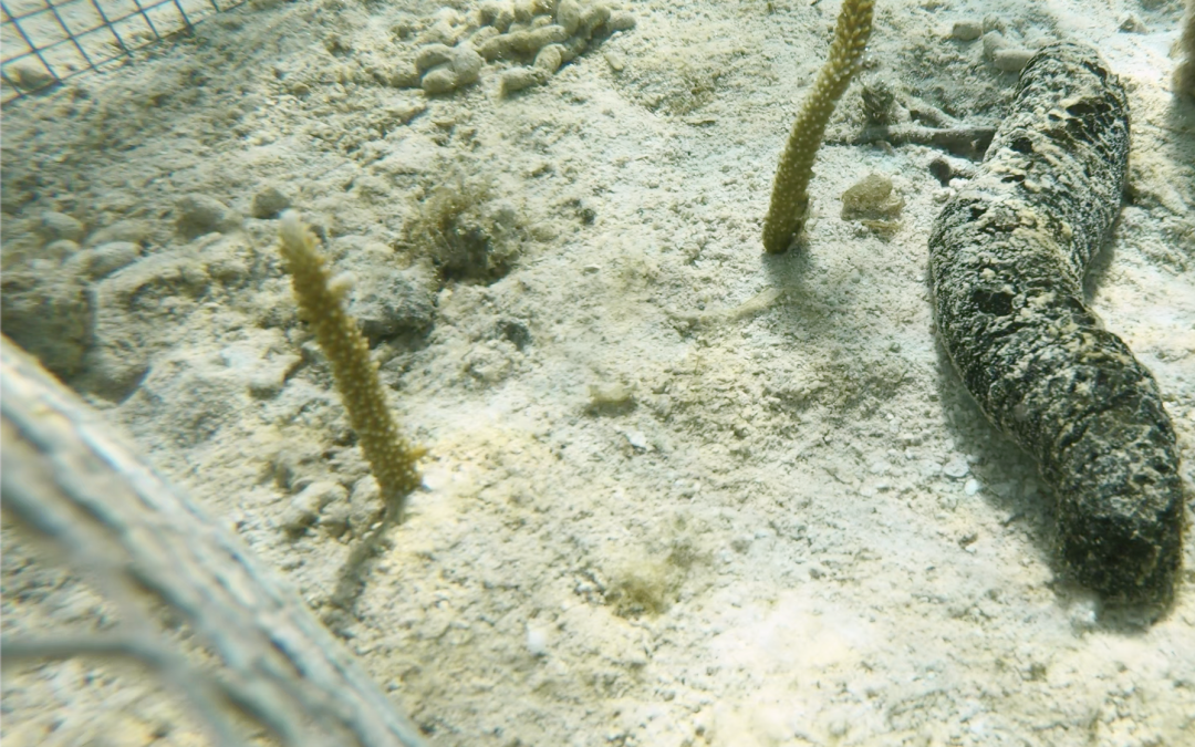Using sea cucumbers to suppress coral diseases