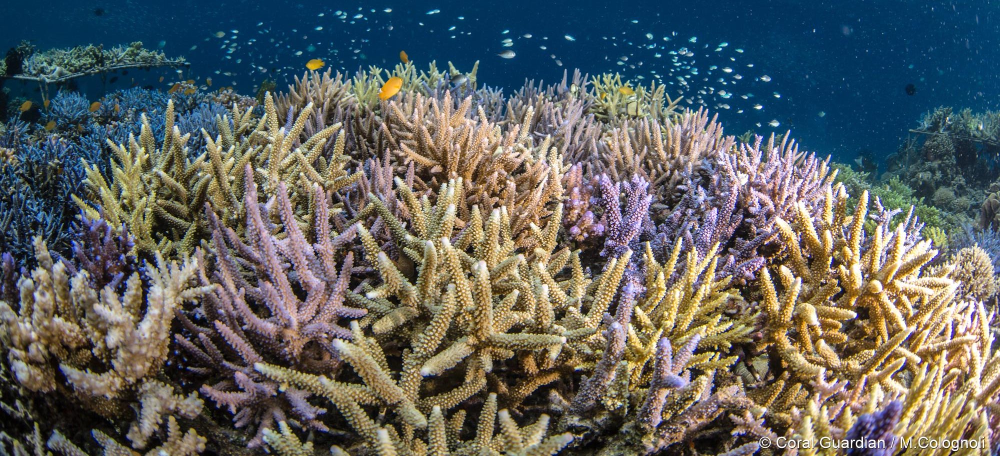 Gregory Piper corals