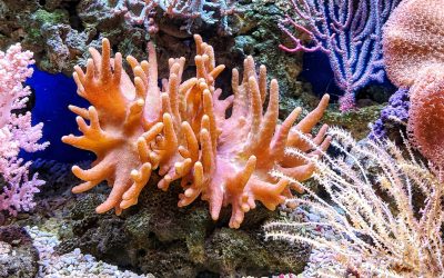 Open Letter Calling for Urgent Coral Reef Action  Addressed to Leaders and Policy-Makers at COP27, Ocean20 and COP15