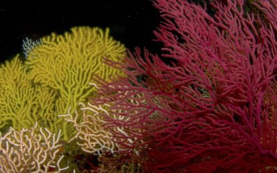 Exploring the unknown world of deep-water corals 