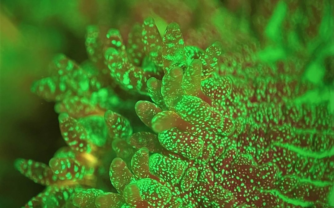 Editing genes to build more resilient corals
