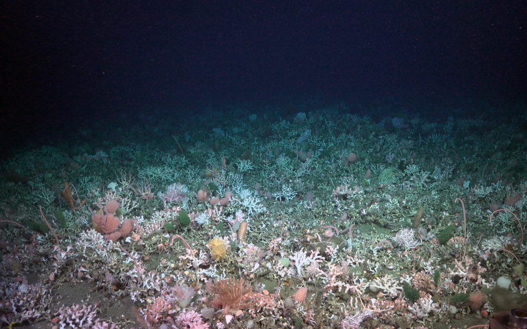 Global coral research funding reopens — up to USD 1.5 million per project