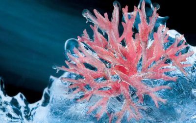 CORDAP and The Earthshot Prize launch global search for coral Innovators