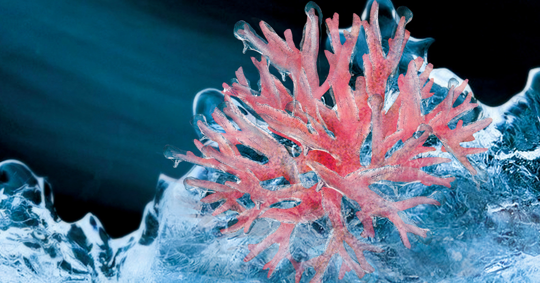 frozen coral