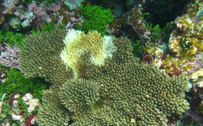 New roadmap on coral diseases’ research fills the gaps and needs in the field