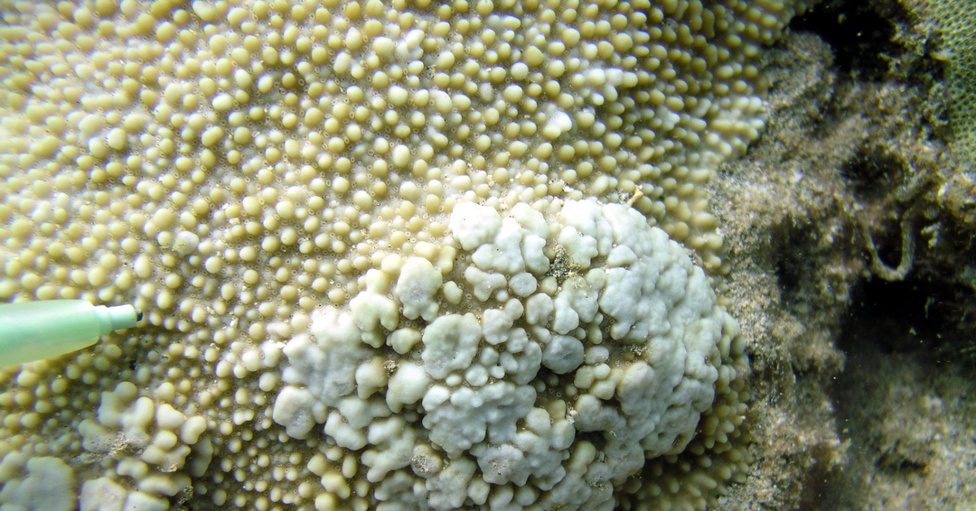 frozen coral