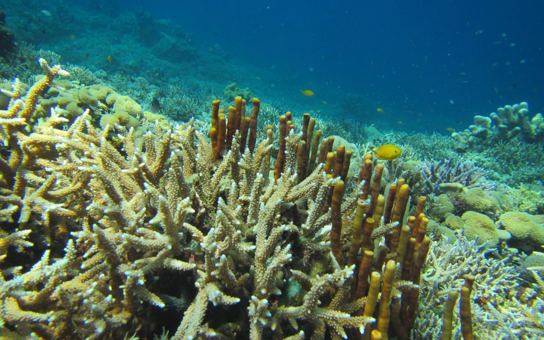 CORDAP awards inaugural R&D grants to fund solutions to save corals worldwide
