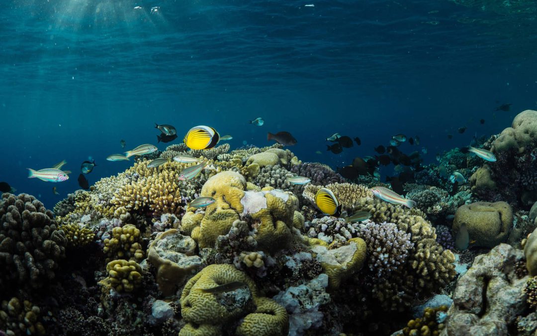 Improving coral reef restoration and disease mitigation in the Caribbean through local capacity-building