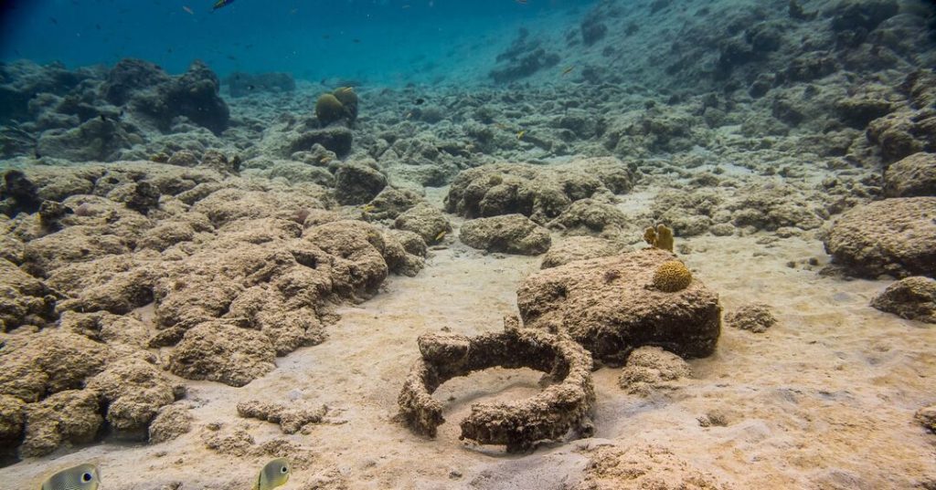 dead corals and rubbish