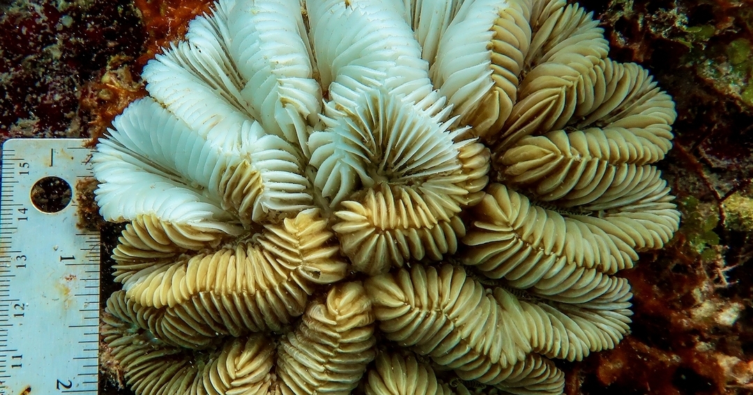 frozen coral