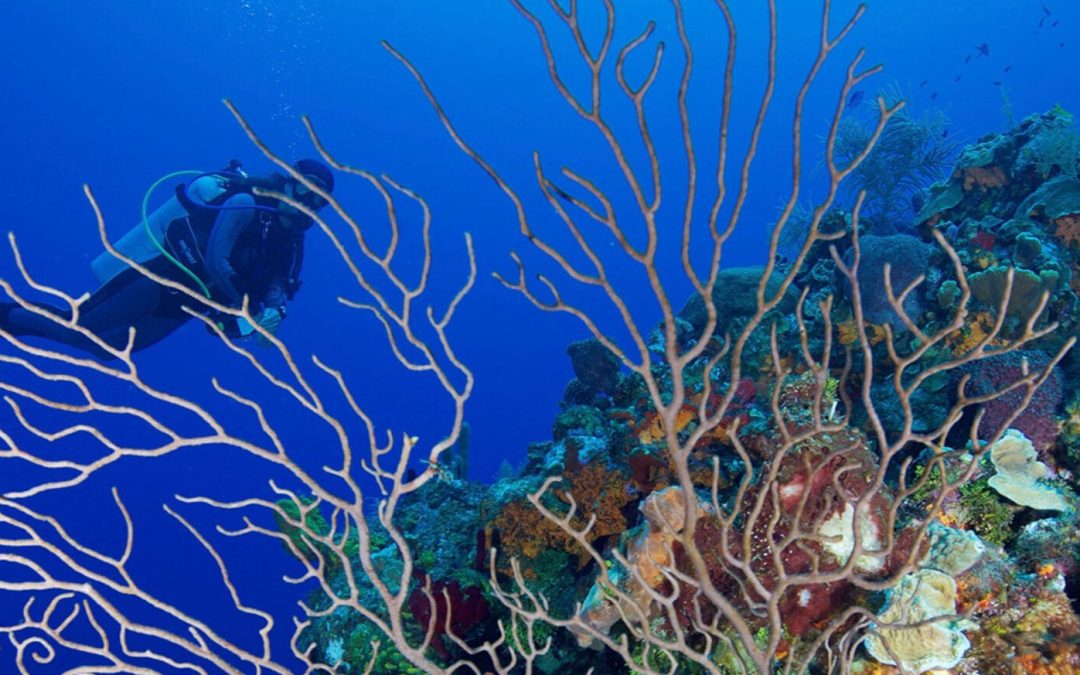 Can we save all the world’s coral?