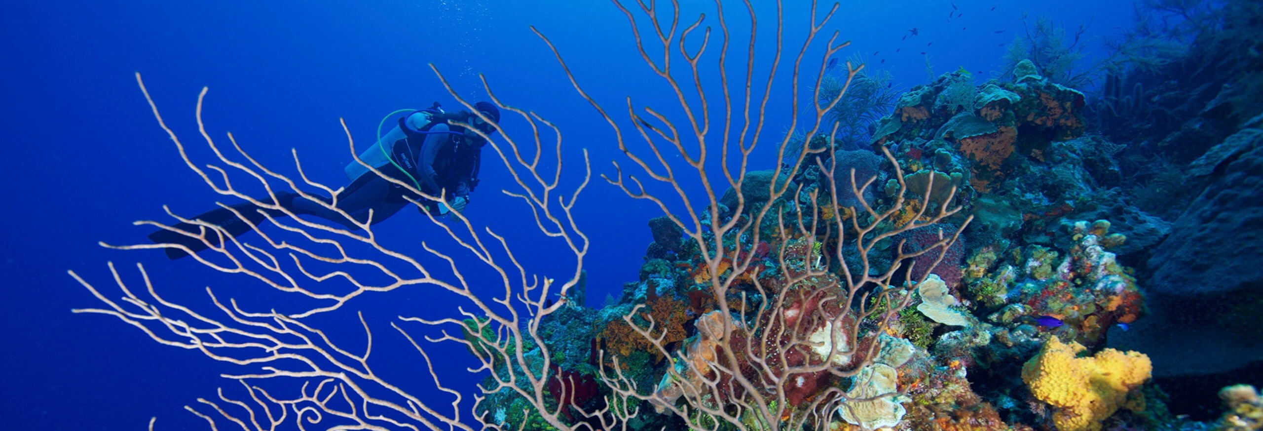 Gregory Piper corals