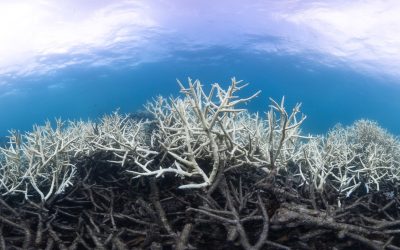 Coral bleaching: what is it and what is CORDAP doing to confront it?