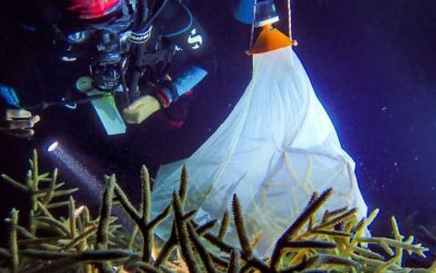 The unexpected solutions to save coral reefs worldwide