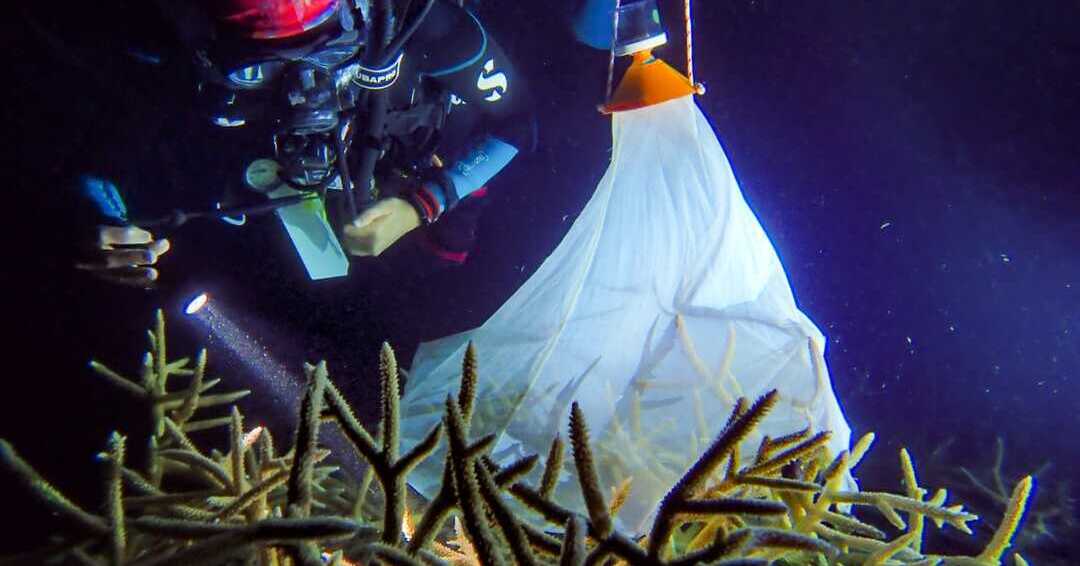 The unexpected solutions to save coral reefs worldwide