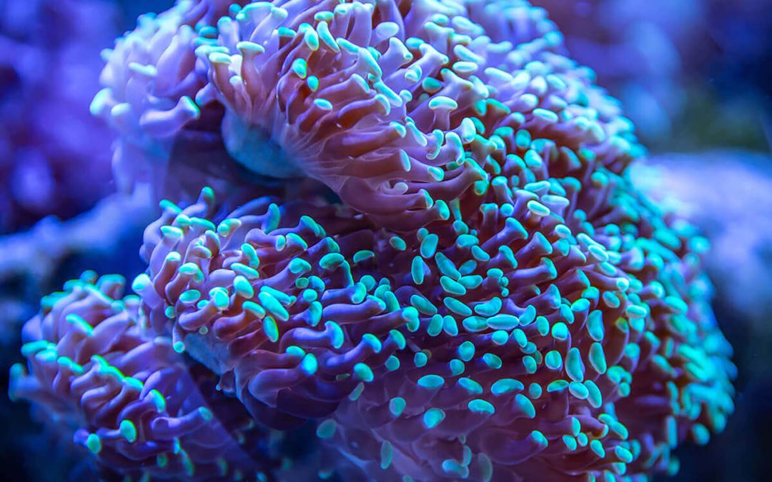 Ramping up coral breeding in the Caribbean