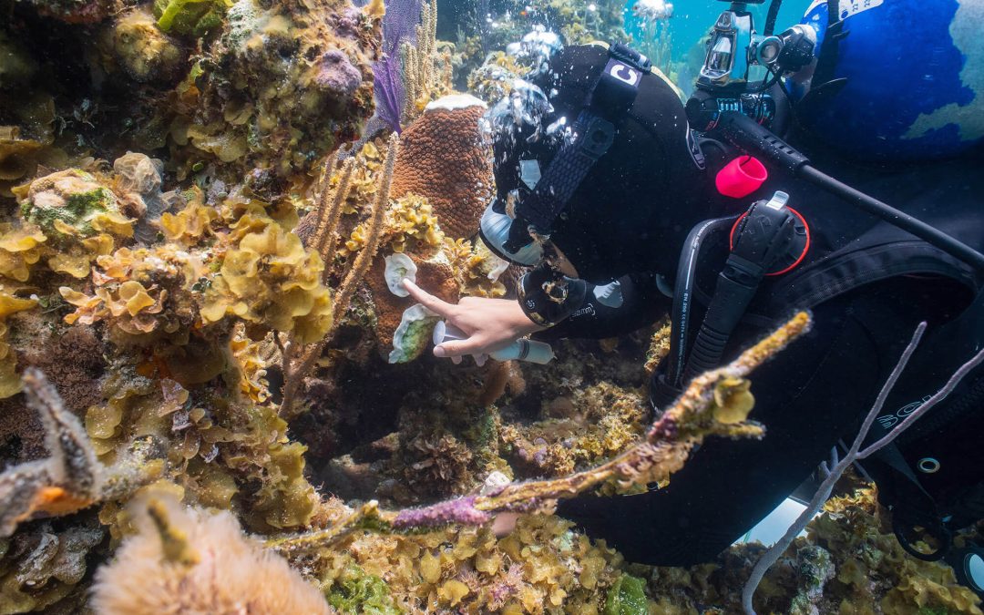 Using probiotics to fight a lethal coral disease