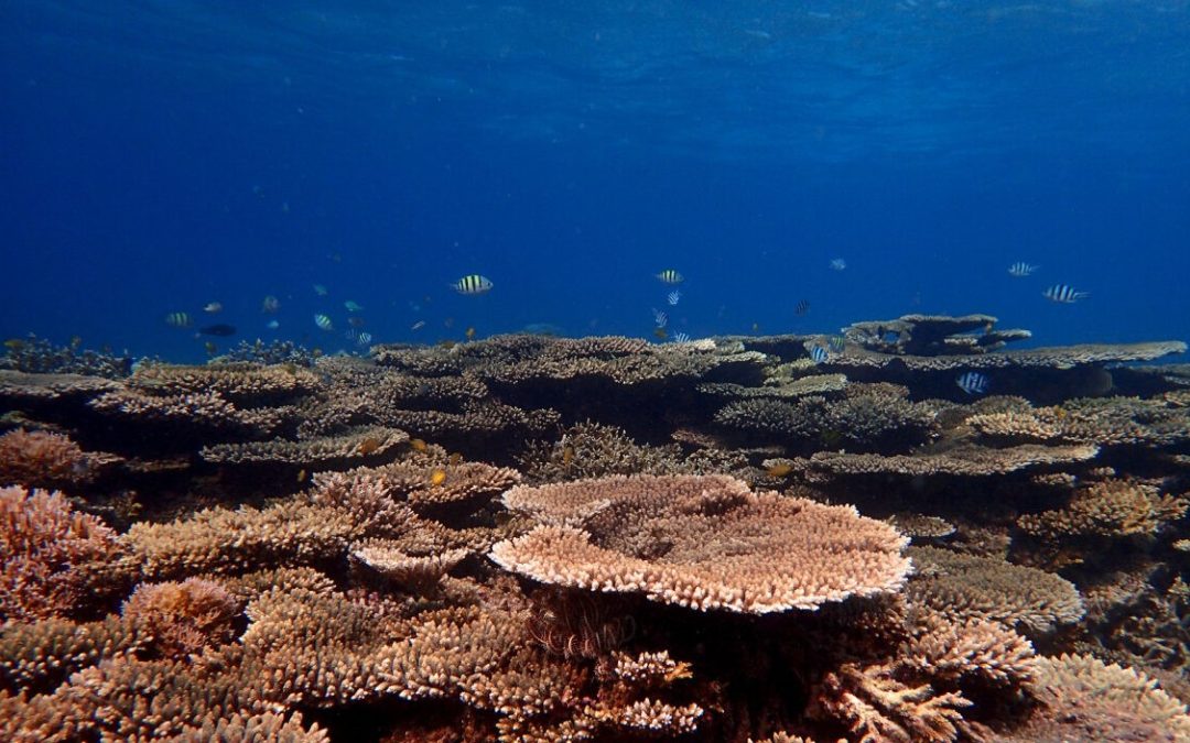 Scoping Studies identified key priority areas for coral R&D