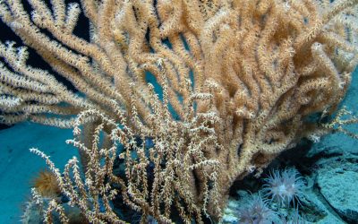 CORDAP releases a roadmap for research and technology to help conserve cold-water corals