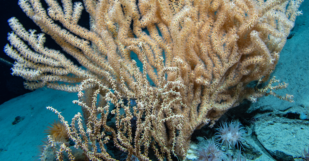 CORDAP releases a roadmap for research and technology to help conserve cold-water corals