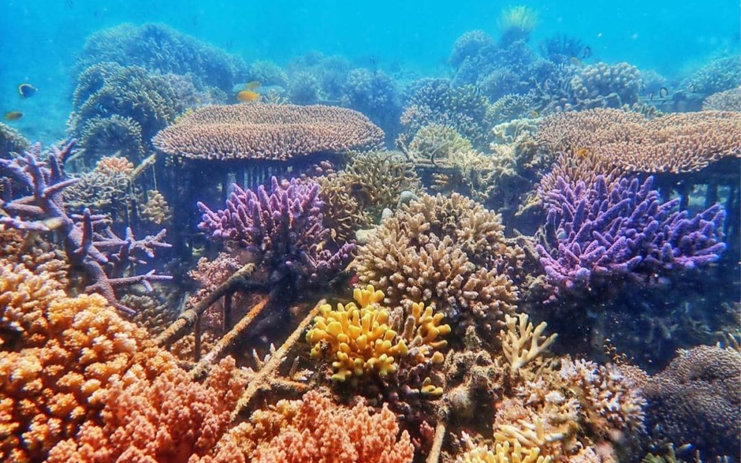 Next-generation probiotics for corals