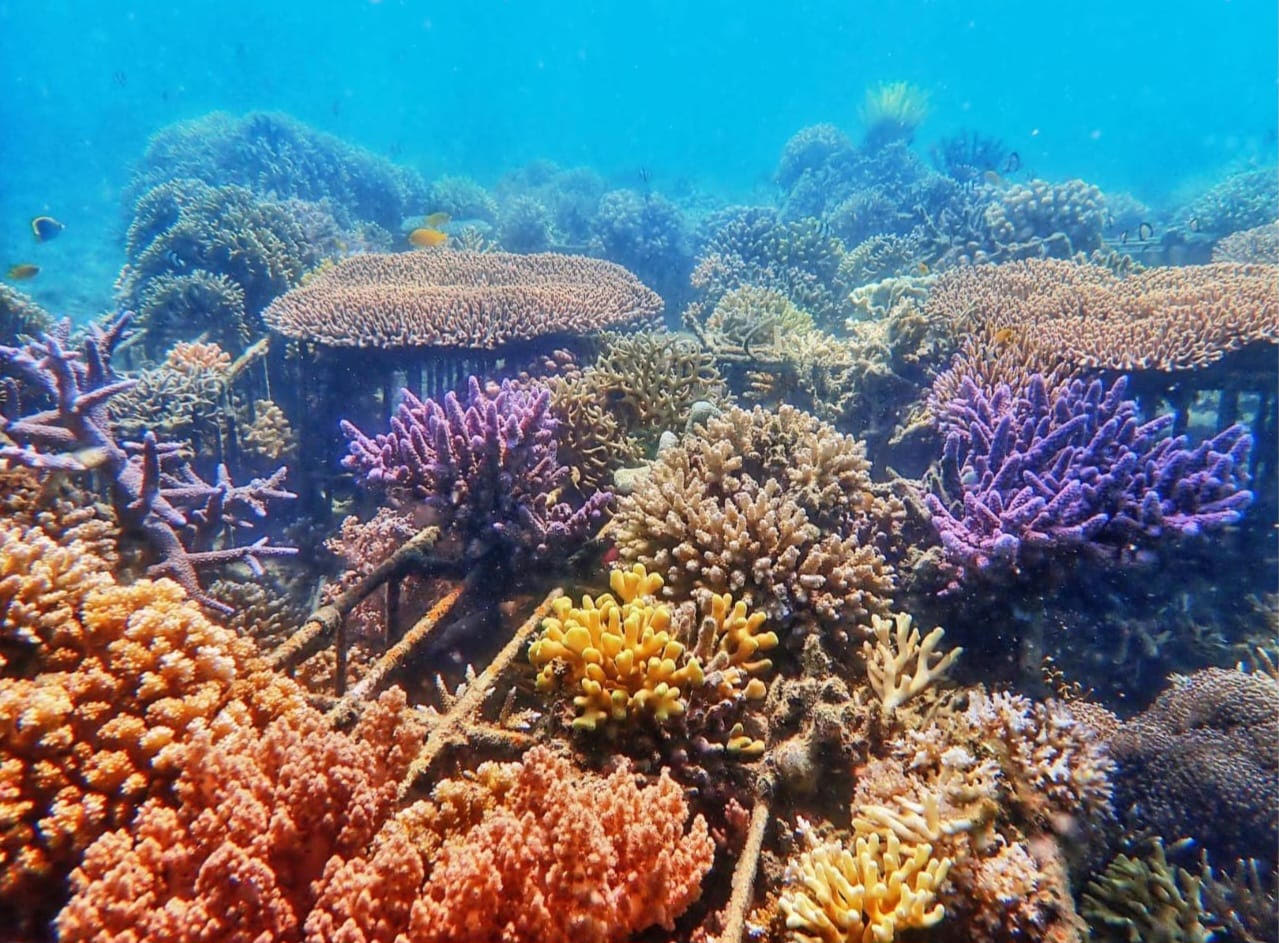 Corals by Prof Haiwei Luo