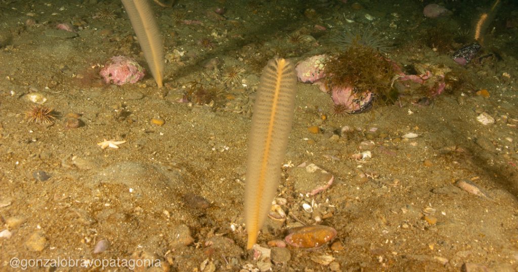 coral Stylatula sp.