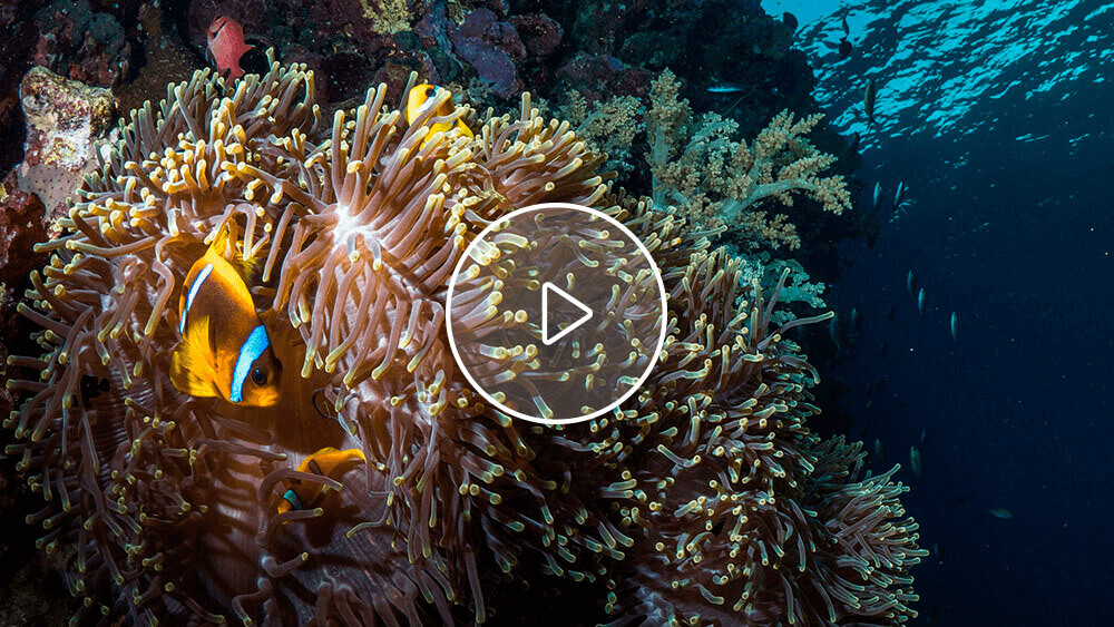 Natural Threats to Coral Reefs: Corals Tutorial