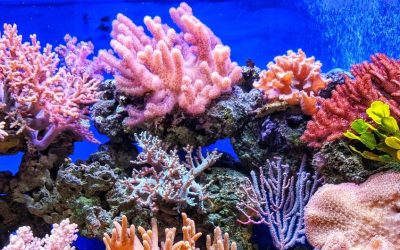 Groundbreaking research funding opportunity launches to make sure no coral is left behind